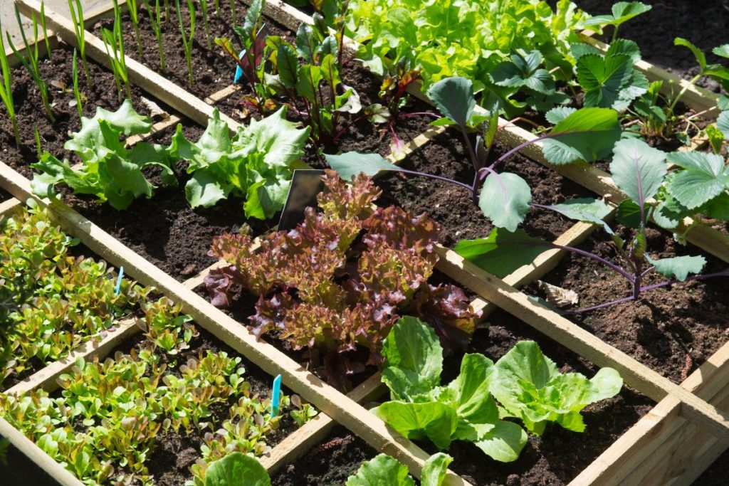 Quels légumes poussent bien dans un petit jardin ?
