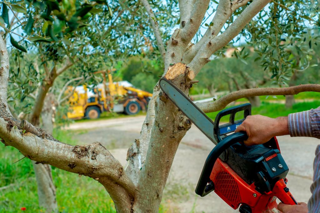 Les principales techniques d'élagage d'arbres