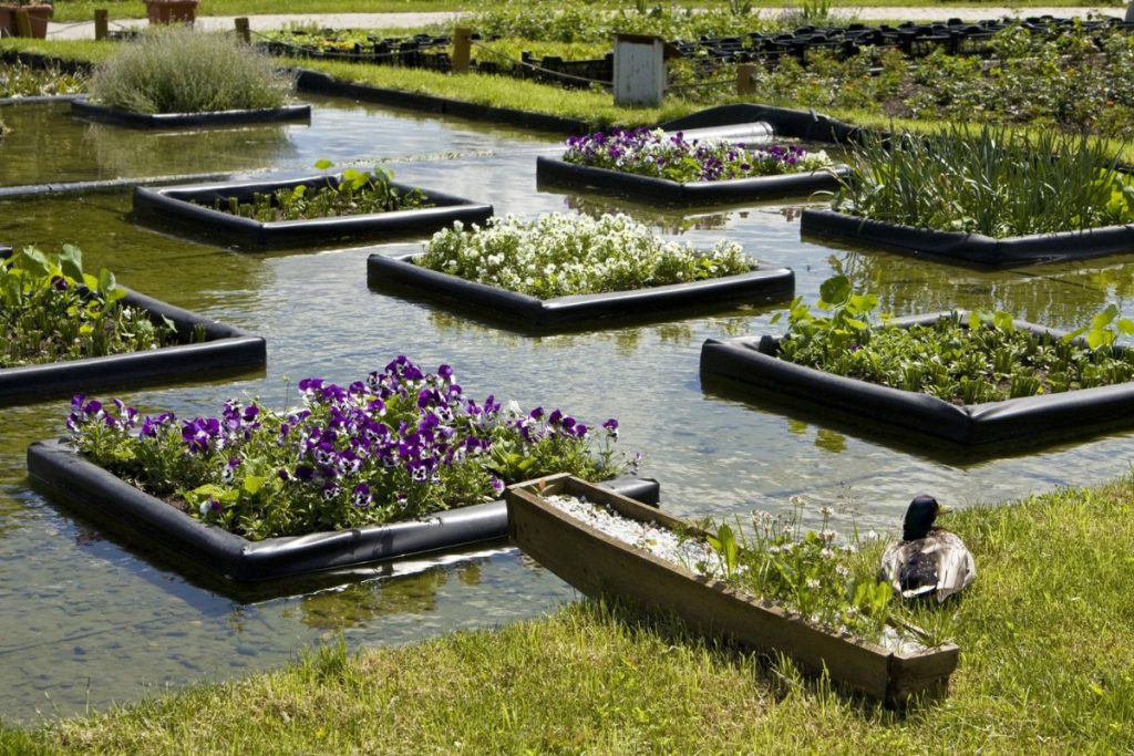 conception de jardins de plantes aquatiques