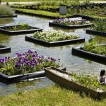 conception de jardins de plantes aquatiques