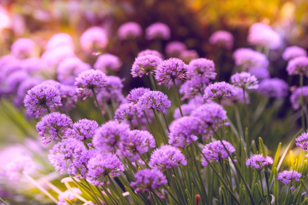 créer un jardin de fleurs vivaces