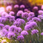 créer un jardin de fleurs vivaces