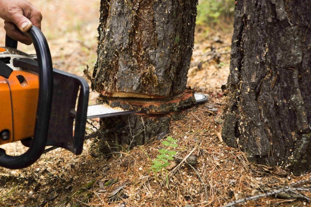 abattage d'arbres