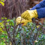 élagage pour la santé des arbres