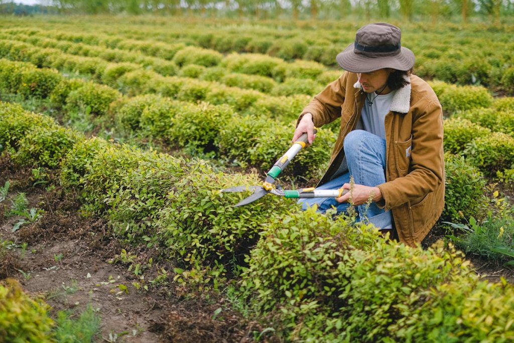 santé des plantes